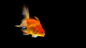 Cargo Murah Soekarno Hatta Melayani Pengiriman Ikan Hias